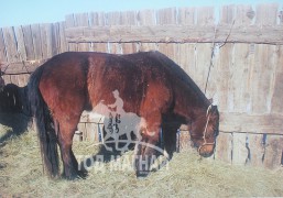 сумын наадамд 2 айрагдсан хээр морь
