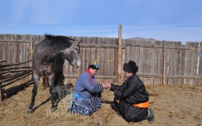 Аймгийн Алдарт уяач С.Гүншир: Надад Монголд байгаа бүх угшлын адуу бий