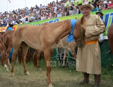 Гавьяатын ганган хонгор