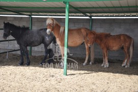 Бор үрээ нь Араб адууны 2 дугаар үе, дундах нь Тойруулга адууны 5 дугаар үе, Солонго цавьдар шүдлэн үрээнүүд