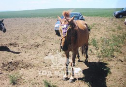 Аймгийн Алдарт уяач Ш.Моонжи: Бидний үеийнхэн бор зүрхээрээ морь уяж байсан