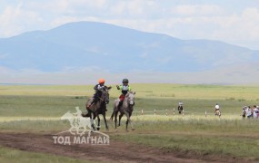 Түрүү-Х.Улам-Өрнөхийн саарал, аман хүзүү-М.Мөнхбатын бор