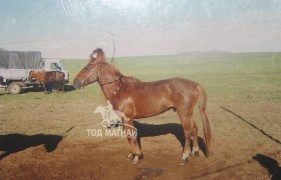 Тогоруу угшлын зээрд азарга
