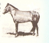 Ногоон морь уягдаж байгаа нь 1981 он
