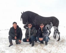 Монгол залуусын урласан азарга 25 саяын үнэтэй