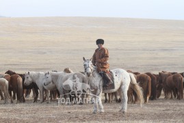 Аймгийн Алдарт уяач Ц.Шаарийбуу: Оргил үедээ аймгийн гурван түрүү, найман айраг авах нь нэг л өдрийн ажил байлаа