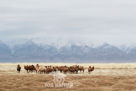 Алтай сумын МСУХ-ны тэргүүн, аймгийн Заан С.Доржготов:Сүүлийн жилүүдэд нутгийн адууны тоо толгой өсөж байна