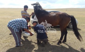 Адууны үндэсний клиникийн Их эмч А.Наранбаатар: Бүх малаас адуу илүүтэйгээр стресстдэг