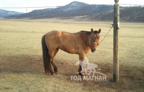 Залуу уяач Э.Орхон: Морь уясан анхны жилээ амжилт арвин сайхан наадсан