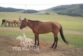 Залуу уяач Э.Орхон: Морь уясан анхны жилээ амжилт арвин сайхан наадсан