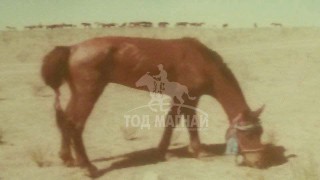 Аймгийн Алдарт уяач Х.Баатархүү: Олондоо хүндтэй өвөөгийнхөө үргэлжлэл болж яваа учраас морио сайн уяж, нутаг орныхоо нэрийг гаргахыг хичээдэг