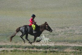 Хүрэн халзан азарга баруун бүсийн 2 айраг, аймгийн наадмын 2 түрүү, 2 айрагтай