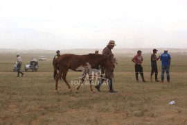 Сумын Алдарт уяач Б.Нямсүрэн: Төрийн наадмаас дааганы түрүү хүртсэн онцгой жил байна