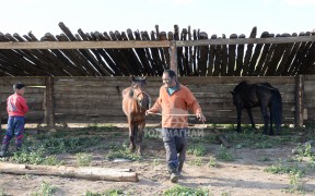 Аймгийн Алдарт уяач М.Батхишиг: Хоёр азарга, хоёр хар мориор л энэ хавийн наадмыг дархалсан хүн дээ, би