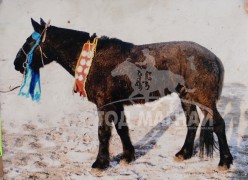 Аймгийн Алдарт уяач М.Батхишиг: Хоёр азарга, хоёр хар мориор л энэ хавийн наадмыг дархалсан хүн дээ, би