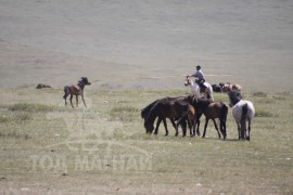 Монгол бардамнал