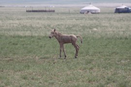 Хүлэг болох унаганаасаа