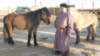 “Баатрууд тэнгэр” компанийн захирал Х.Цогтсайхан: Монгол төрийн наадамд дөрвөн үеэрээ морь айрагдуулсан хоёрхон айлын нэг нь манайх