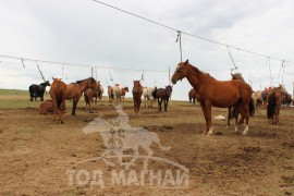 Тод манлай Д.Ононгийн уяагаар