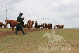 Тод манлай Д.Ононгийн уяагаар